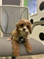 Spider , a male Bichon Frise and Shihpoo for sale in Whitman, MA – Photo 3 of 3