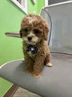 Spider , a male Bichon Frise and Shihpoo for sale in Whitman, MA – Photo 2 of 3