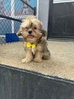Sammy, a male Shorkie for sale in Whitman, MA – 2 of 3