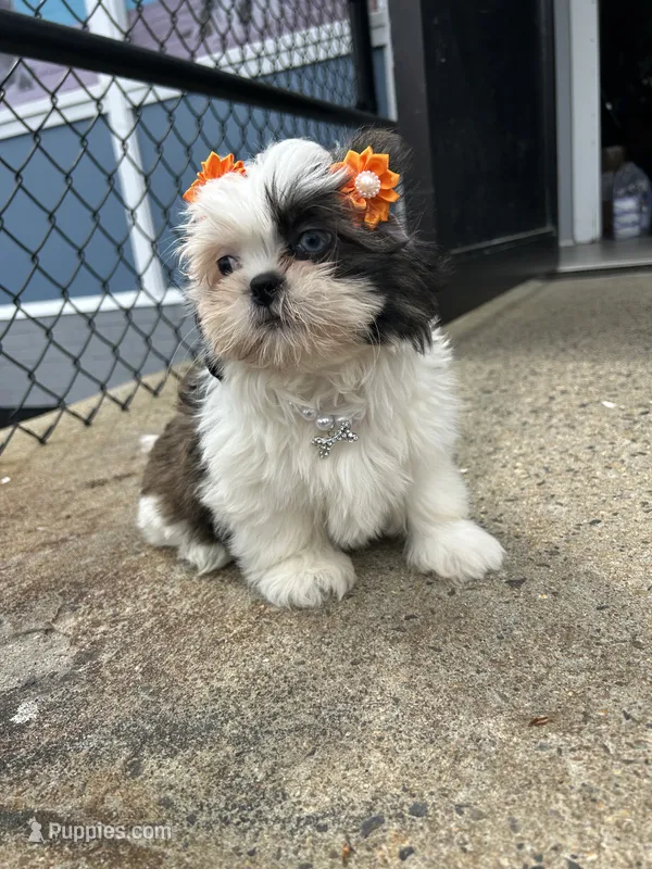 Cherry – Shih Tzu puppy for sale in Whitman, MA