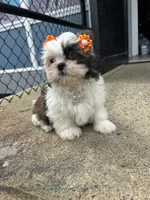 Cherry, a female Shih Tzu for sale in Whitman, MA – 1 of 3