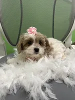 Mariah , a female Cavapoo and Shih Tzu for sale in Whitman, MA – 2 of 3