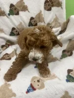 processed/ff6d419e-4600-4a00-a5d9-fa9bc40d5ad6/listing/c915310b-56b1-4940-9de0-86bde336bd8c/e2bdbe84-a692-446b-9693-2305265eaeaf