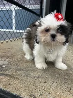 Cherry, a female Shih Tzu for sale in Whitman, MA – 3 of 3
