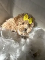 Miracle , a female Poodle - Toy  and Morkie for sale in Whitman, MA – Photo 2 of 3