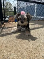 Ruby , a female Morkie for sale in Whitman, MA – 3 of 3