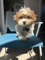 Chance , a male Mal Shi for sale in Whitman, MA – Photo 1 of 2