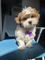 Chance , a male Mal Shi for sale in Whitman, MA – Photo 2 of 2