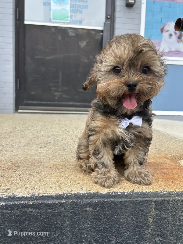 Marco  – Shorkie puppy for sale in Whitman, MA