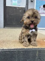 Marco , a male Shorkie for sale in Whitman, MA – 1 of 4