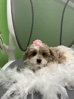 Mariah , a female Cavapoo and Shih Tzu for sale in Whitman, MA – 3 of 3