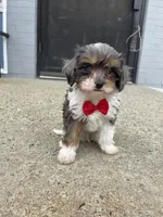 Banks , a male Cavapoo for sale in Whitman, MA – Photo 3 of 4