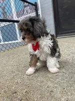 Banks , a male Cavapoo for sale in Whitman, MA – Photo 4 of 4