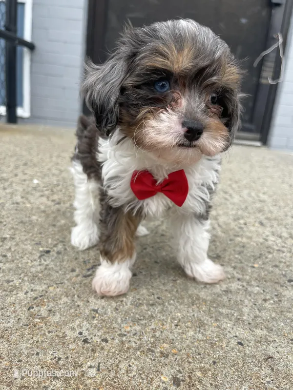 Banks  – Cavapoo puppy for sale in Whitman, MA