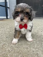 Banks , a male Cavapoo for sale in Whitman, MA – Photo 2 of 4