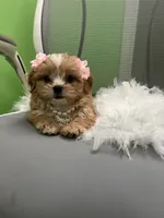 Delilah , a female Shihpoo and Cavalier King Charles Spaniel for sale in Whitman, MA – 3 of 3