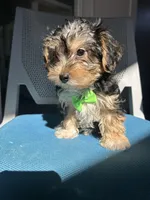 Hanson , a male Havanese and Yorkshire Terrier for sale in Whitman, MA – Photo 2 of 2