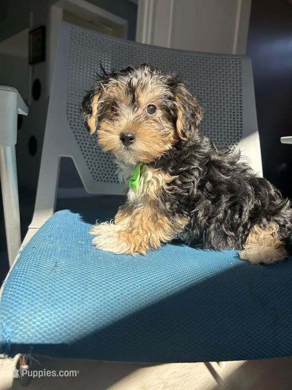 Hanson  – Havanese, Yorkshire Terrier puppy for sale in Whitman, MA