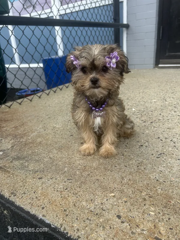 Magical  – Shorkie puppy for sale in Whitman, MA