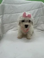 Mya, a female Bichon Frise for sale in Whitman, MA – Photo 1 of 3