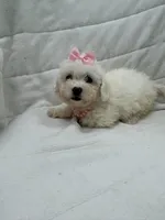 Mya, a female Bichon Frise for sale in Whitman, MA – Photo 2 of 3