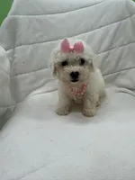 Mya, a female Bichon Frise for sale in Whitman, MA – Photo 3 of 3