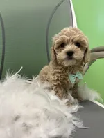 Moon, a male Bichon Frise and Shihpoo for sale in Whitman, MA – Photo 3 of 3