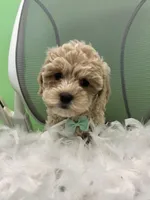 Moon, a male Bichon Frise and Shihpoo for sale in Whitman, MA – Photo 2 of 3