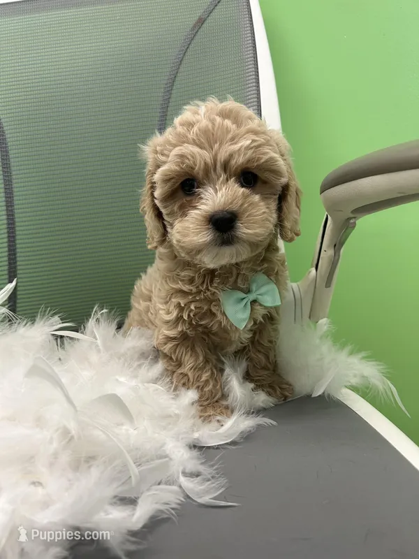 Moon – Bichon Frise, Shihpoo puppy for sale in Whitman, MA