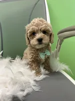 Moon, a male Bichon Frise and Shihpoo for sale in Whitman, MA – Photo 1 of 3