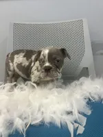 Thomas , a male French Bulldog for sale in Whitman, MA – Photo 3 of 6