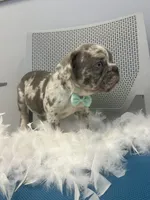 Thomas , a male French Bulldog for sale in Whitman, MA – Photo 4 of 6