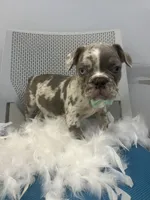 Thomas , a male French Bulldog for sale in Whitman, MA – Photo 6 of 6