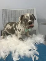 Thomas , a male French Bulldog for sale in Whitman, MA – Photo 2 of 6