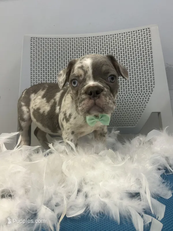 Thomas  – French Bulldog puppy for sale in Whitman, MA