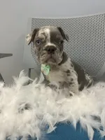 Thomas , a male French Bulldog for sale in Whitman, MA – Photo 5 of 6