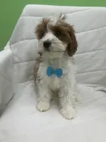 Charles , a male Cavapoo for sale in Whitman, MA – Photo 3 of 3