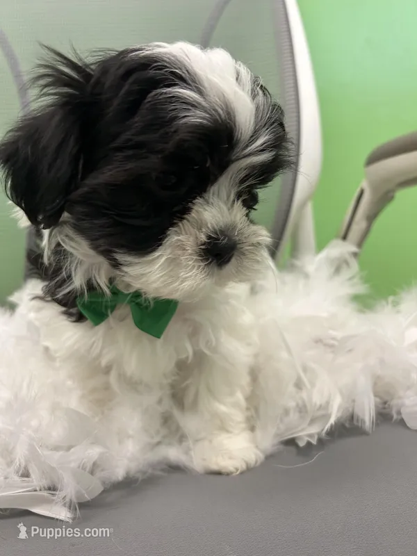 Macron  – Mal Shi puppy for sale in Whitman, MA