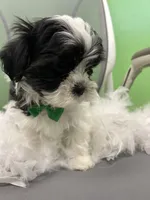 Macron , a male Mal Shi for sale in Whitman, MA – Photo 1 of 3