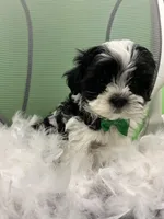 Macron , a male Mal Shi for sale in Whitman, MA – Photo 2 of 3