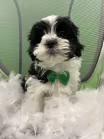 Macron , a male Mal Shi for sale in Whitman, MA – Photo 3 of 3