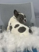 Jenny, a female French Bulldog for sale in Whitman, MA – Photo 3 of 6