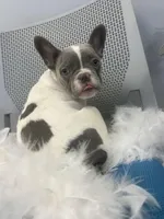 Jenny, a female French Bulldog for sale in Whitman, MA – Photo 5 of 6