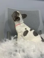 Jenny, a female French Bulldog for sale in Whitman, MA – Photo 2 of 6