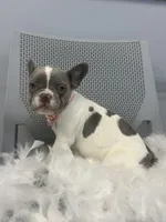 Jenny, a female French Bulldog for sale in Whitman, MA – Photo 1 of 6