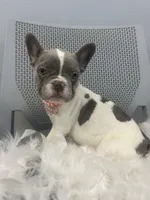 Jenny, a female French Bulldog for sale in Whitman, MA – Photo 4 of 6