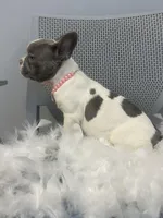 Jenny, a female French Bulldog for sale in Whitman, MA – Photo 6 of 6