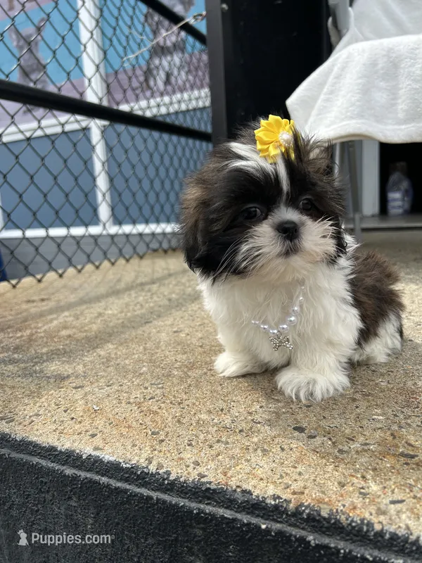 Penelope  – Shih Tzu puppy for sale in Whitman, MA