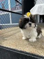 Penelope , a female Shih Tzu for sale in Whitman, MA – 1 of 3