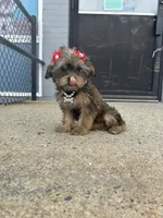Rose , a female Shorkie for sale in Whitman, MA – 4 of 4